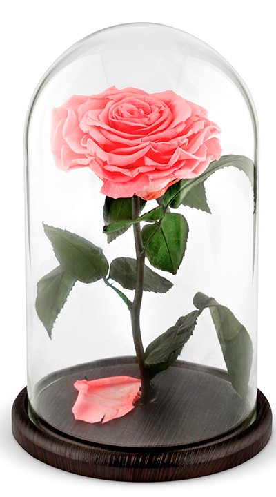 Розовая роза в колбе — Цветы SFlower – доставка цветочных букетов в Хабаровске. У нас цветы можно купить или заказать с доставкой круглосуточно — 