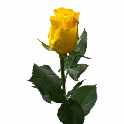 Жёлтая роза — Цветы SFlower – доставка цветочных букетов в Хабаровске. У нас цветы можно купить или заказать с доставкой круглосуточно — 3a3735d7