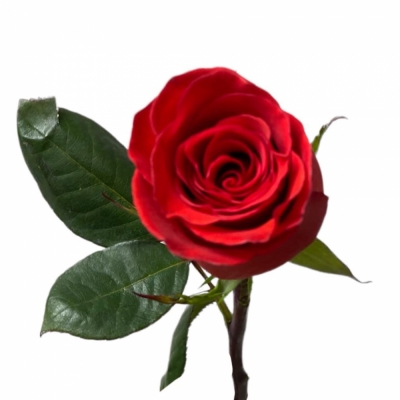 Красная роза — Цветы SFlower – доставка цветочных букетов в Хабаровске. У нас цветы можно купить или заказать с доставкой круглосуточно — 3e75b0c1