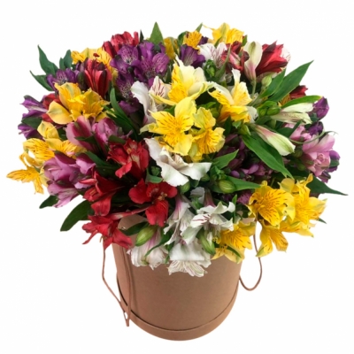 Разноцветные альстромерии в круглой коробке — Цветы SFlower – доставка цветочных букетов в Хабаровске. У нас цветы можно купить или заказать с доставкой круглосуточно — 9558d822