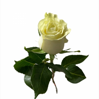 Белая роза — Цветы SFlower – доставка цветочных букетов в Хабаровске. У нас цветы можно купить или заказать с доставкой круглосуточно — 
