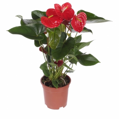 Антуриум красный — Цветы SFlower – доставка цветочных букетов в Хабаровске. У нас цветы можно купить или заказать с доставкой круглосуточно — 