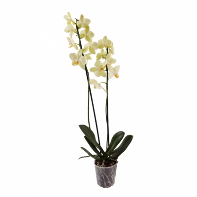 Орхидея двуствольная в ассортименте — Цветы SFlower – доставка цветочных букетов в Хабаровске. У нас цветы можно купить или заказать с доставкой круглосуточно — d2d6a137