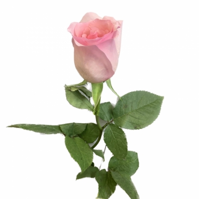 Нежно - розовая роза