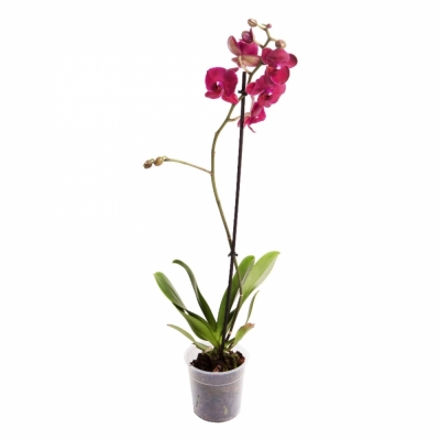 Орхидея одноствольная в ассортименте — Цветы SFlower – доставка цветочных букетов в Хабаровске. У нас цветы можно купить или заказать с доставкой круглосуточно — 