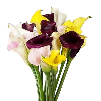 Акварель — Цветы SFlower – доставка цветочных букетов в Хабаровске. У нас цветы можно купить или заказать с доставкой круглосуточно — 